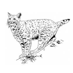 Coloring page: Lynx (Animals) #10818 - Free Printable Coloring Pages