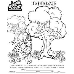Coloring page: Lynx (Animals) #10861 - Free Printable Coloring Pages