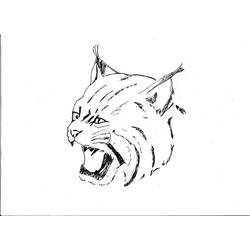 Coloring page: Lynx (Animals) #10877 - Free Printable Coloring Pages
