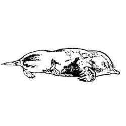 Coloring page: Mole rat (Animals) #19382 - Free Printable Coloring Pages