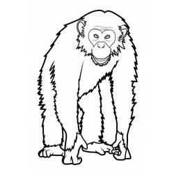 Coloring page: Monkey (Animals) #14220 - Free Printable Coloring Pages