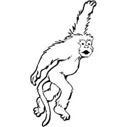 Coloring page: Monkey (Animals) #14243 - Free Printable Coloring Pages