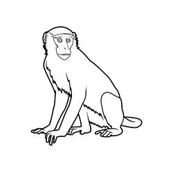 Coloring page: Monkey (Animals) #14259 - Free Printable Coloring Pages