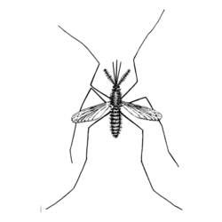Coloring page: Mosquito (Animals) #11325 - Free Printable Coloring Pages