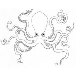 Coloring pages: Octopus - Free Printable Coloring Pages
