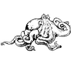 Coloring page: Octopus (Animals) #18940 - Free Printable Coloring Pages