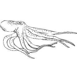 Coloring page: Octopus (Animals) #18978 - Free Printable Coloring Pages
