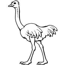 Coloring page: Ostrich (Animals) #675 - Free Printable Coloring Pages
