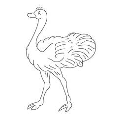 Coloring page: Ostrich (Animals) #684 - Free Printable Coloring Pages