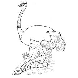 Coloring page: Ostrich (Animals) #694 - Free Printable Coloring Pages