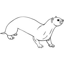 Coloring page: Otter (Animals) #10663 - Free Printable Coloring Pages