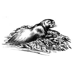 Coloring page: Otter (Animals) #10688 - Free Printable Coloring Pages