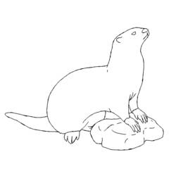 Coloring page: Otter (Animals) #10700 - Free Printable Coloring Pages