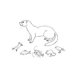 Coloring page: Otter (Animals) #10724 - Free Printable Coloring Pages