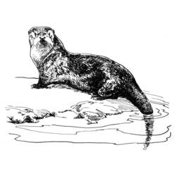 Coloring page: Otter (Animals) #10756 - Free Printable Coloring Pages
