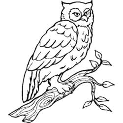 Coloring page: Owl (Animals) #8413 - Free Printable Coloring Pages