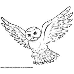 Coloring page: Owl (Animals) #8475 - Free Printable Coloring Pages