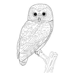 Coloring page: Owl (Animals) #8502 - Free Printable Coloring Pages