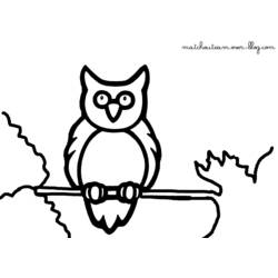 Coloring page: Owl (Animals) #8600 - Free Printable Coloring Pages