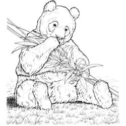 Coloring page: Panda (Animals) #12450 - Free Printable Coloring Pages