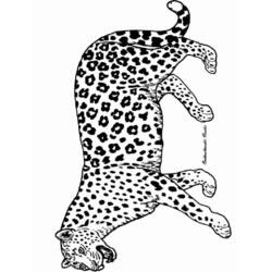 Coloring page: Panther (Animals) #15520 - Free Printable Coloring Pages