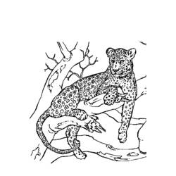 Coloring page: Panther (Animals) #15566 - Free Printable Coloring Pages