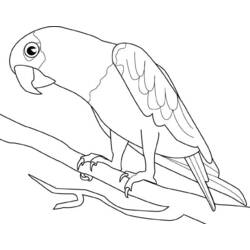 Coloring page: Parrot (Animals) #16075 - Free Printable Coloring Pages