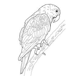 Coloring page: Parrot (Animals) #16076 - Free Printable Coloring Pages