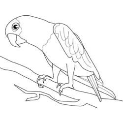 Coloring page: Parrot (Animals) #16085 - Free Printable Coloring Pages