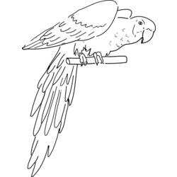 Coloring page: Parrot (Animals) #16091 - Free Printable Coloring Pages