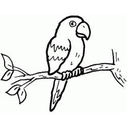 Coloring page: Parrot (Animals) #16099 - Free Printable Coloring Pages