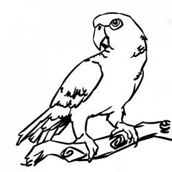 Coloring page: Parrot (Animals) #16105 - Free Printable Coloring Pages