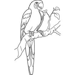 Coloring page: Parrot (Animals) #16139 - Free Printable Coloring Pages