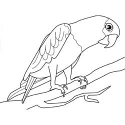Coloring page: Parrot (Animals) #16191 - Free Printable Coloring Pages