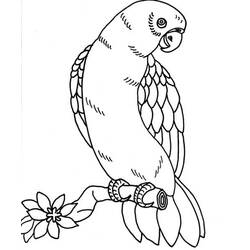 Coloring page: Parrot (Animals) #16225 - Free Printable Coloring Pages