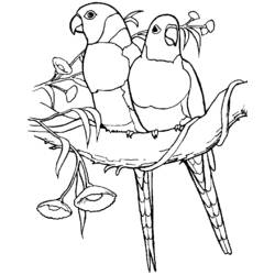 Coloring page: Parrot (Animals) #16227 - Free Printable Coloring Pages