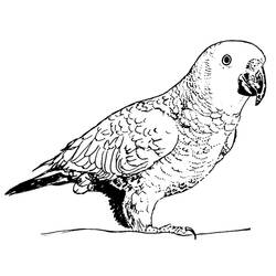 Coloring page: Parrot (Animals) #16251 - Free Printable Coloring Pages