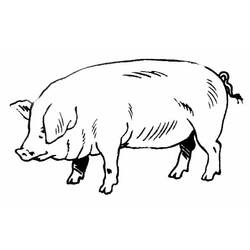 Coloring page: Pig (Animals) #3596 - Free Printable Coloring Pages
