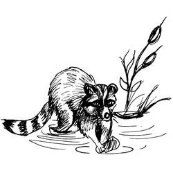 Coloring page: Raccoon (Animals) #19995 - Free Printable Coloring Pages
