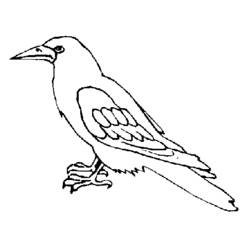 Coloring page: Raven (Animals) #4283 - Free Printable Coloring Pages
