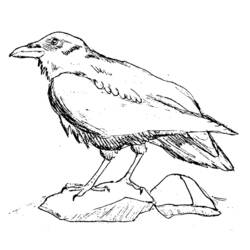 Coloring page: Raven (Animals) #4284 - Free Printable Coloring Pages