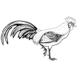 Coloring page: Rooster (Animals) #4099 - Free Printable Coloring Pages