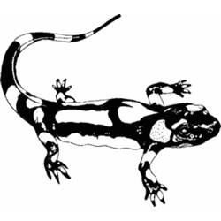Coloring page: Salamander (Animals) #19889 - Free Printable Coloring Pages
