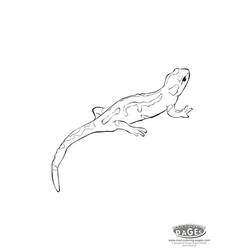Coloring page: Salamander (Animals) #19901 - Free Printable Coloring Pages