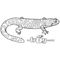 Coloring page: Salamander (Animals) #19956 - Free Printable Coloring Pages