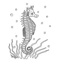 Coloring page: Seahorse (Animals) #18600 - Free Printable Coloring Pages