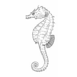 Coloring page: Seahorse (Animals) #18672 - Free Printable Coloring Pages
