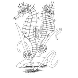 Coloring page: Seahorse (Animals) #18680 - Free Printable Coloring Pages