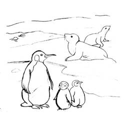 Coloring page: Seal (Animals) #16274 - Free Printable Coloring Pages