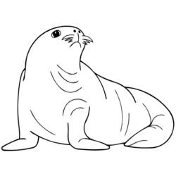 Coloring page: Seal (Animals) #16290 - Free Printable Coloring Pages